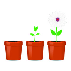 Home flower in pot isolated on a white background