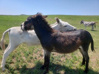Obraz premium Friendly Burros Used to People, Custer State Park, South Dakota