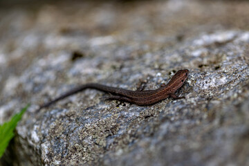 Small lizard on a boulder with shallow focus