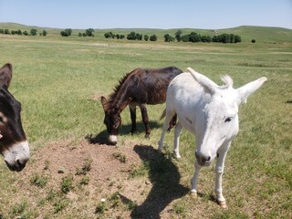 Friendly Burros Used to People, Custer State Park, South Dakota