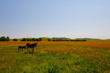 Friendly Burros Used to People, Custer State Park, South Dakota