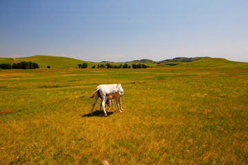 Fototapeta premium Friendly Burros Used to People, Custer State Park, South Dakota