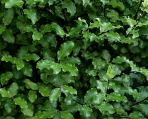 Full frame image of fresh green pittosporum bush foliage on stems
