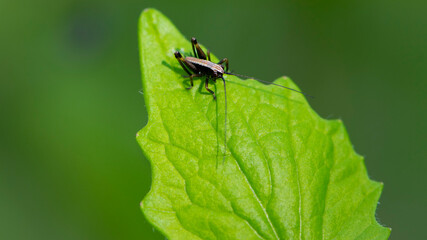 Tettigonioidea. insect sits on a leaf. small grasshopper sits on a twig on a green background. The green female grasshopper sits right on the grass in the meadow and is well camouflaged. close-up