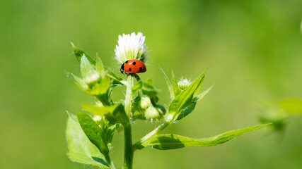 Ladybug. ladybug on a small white flowers. flowers and green leaves on a plant branch. floral natural background. nature in spring. plants Ukraine. red beetle collects nectar, close-up