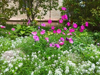 flowers in the garden