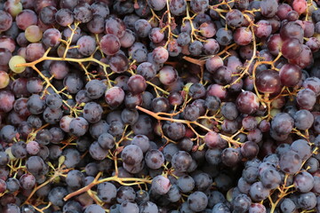 Mountain of grapes