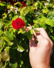 red rose in hands
