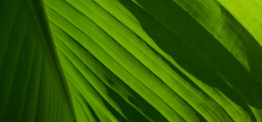 Close up of sunlit banana leaf showing texture detail with copy space