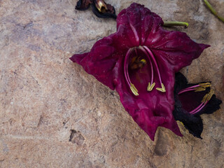 Kigelia africana Sausage tree flowers on the ground, night blooming tree, African honey plant.