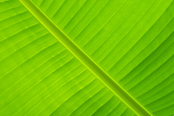 Close-up image of a green leaf of a tropical banana tree. Sunlight seeps through the surface, creating soft shadows. The leaf stem is located diagonally from right to left. Background. Out of focus.