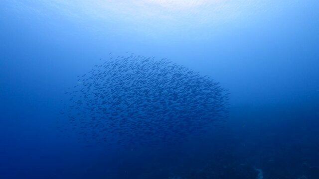 School of Boga fish in the turquoise water of coral reef in Caribbean Sea, Curacao
