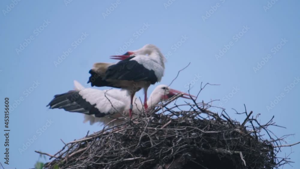 Aufkleber close up of a large stork nest in a tree with 2 storks sitting.