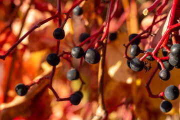 Colorful autumn background, Indian summer. Berries of decorative wild grapes in autumn. Parthenocissus quinquefolia. Virginia creeper, Victoria creeper