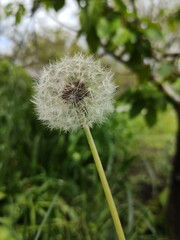 dandelion in the garden