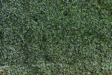 texture green boxwood wall 