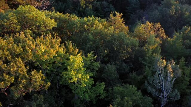 Flying over the coniferous tree tops producing fresh breathable oxygen in the Canadian shield among rocky terrain