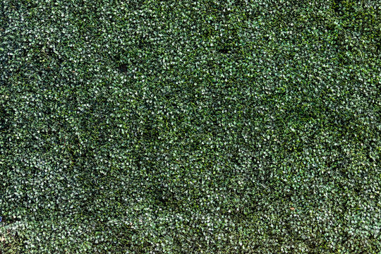 Texture Green Boxwood Wall 