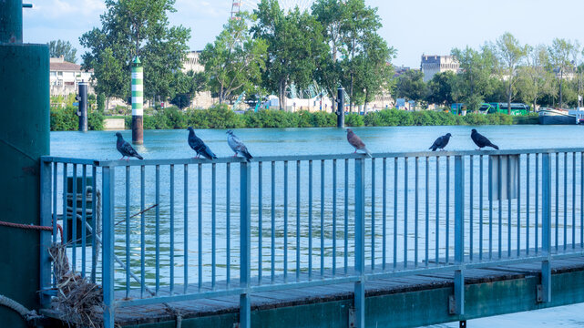 R&eacute;union d'oiseaux sur un ponton.