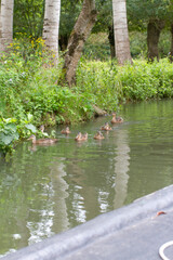 family of ducks swimming in river, view from a boat