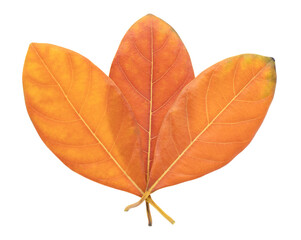 Orange jackfruit leaf isolated on white, Dried leaf.