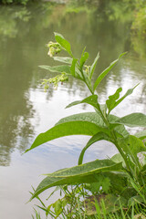 comfrey, knitback, knitbone or Symphytum Officinale by the river