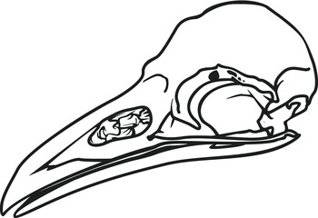 Vector illustration of black raven skull on white background. Vector monochrome isolated image.
