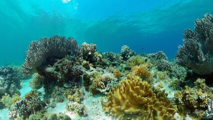 Tropical fishes and coral reef at diving. Beautiful underwater world with corals and fish. Philippines.