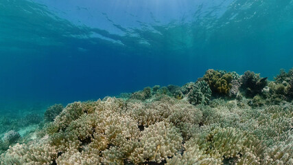 Fototapeta na wymiar Underwater Scene Coral Reef. Underwater sea fish. Tropical reef marine. Colourful underwater seascape. Philippines.