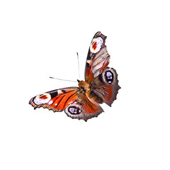 aglais io butterfly is orange, an isolated insect