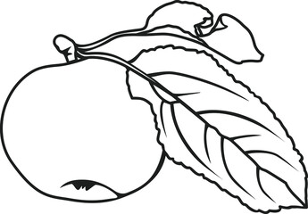 Apple fruit vector illustration. Engraved organic food hand drawn sketch engraving illustration. Black white apple isolated on white background.