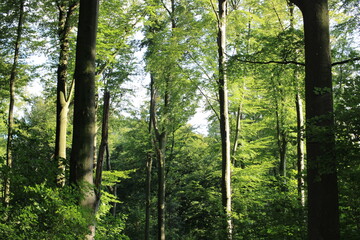 Bäume im Dellwiger Bachtal in Dortmund