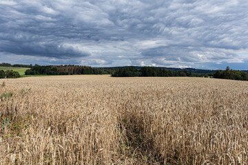 Ripe wheat field. Agriculture landscape, Czechia, Europe.