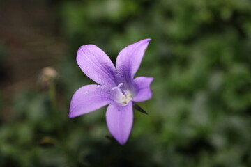Blume (Moorglöckchen) Fotografiert imDellwiger Bachtal
