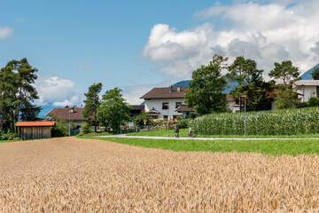 a view of a village path with a wheat field in a foreground