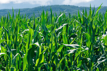 a close up of a corn field