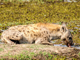Spotted hyena drinking from a water puddle