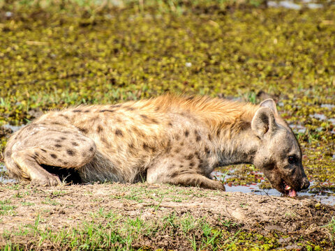 Spotted Hyena Drinking From A Water Puddle