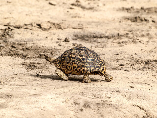 Leopard tortoise walking in the sand