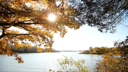 Foliage at the Creek