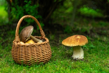 a large white mushroom on the green edge of the forest, a brown wicker basket with edible mushrooms.