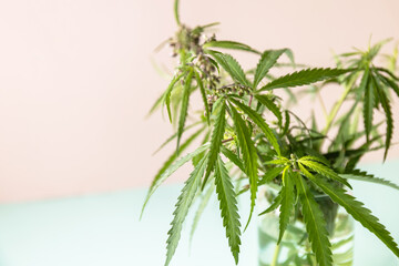 Herbal Alternative Medicine Concept. Blooming female marijuana flowers and leafs on green pastel background. Copy space.