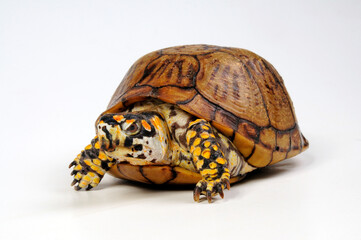 Fototapeta premium Dreizehen-Dosenschildkröte, Carolina-Dosenschildkröte // Three-toed box turtle, Common box turtle (Terrapene carolina triunguis)