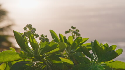 Tropical green flowers on the beach of Oahu Hawaii. Slow motion in the wind at sunrise. Natural botanical ocean beach atmosphere. Close-up shooting.
