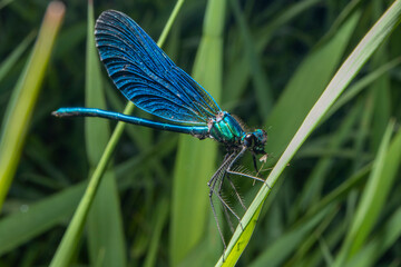 libellule sur un brin d'herbe © PL.TH