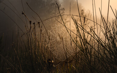 The spider's web illuminated by the first rays of the sun.

