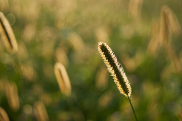 1 blade of grass during sunrise. Selective focus. High angle view.
