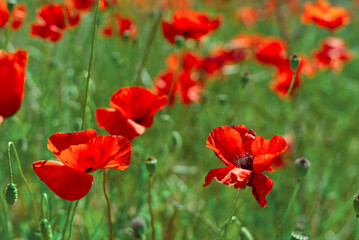 Fototapeta premium Field of red poppies. Red poppy on green weeds field. Close up poppy head. Papaver rhoeas. Beautiful wild field of red poppies. Summer time, beauty in nature concept