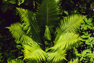 Fern, green leaves of a young fern in the forest, natural beautiful background, the sun sets.