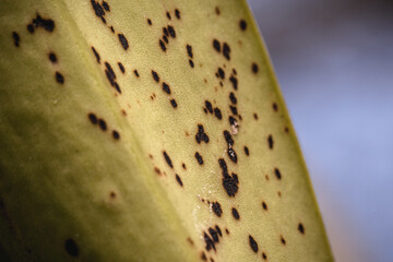 orchid leaves with black and yellow spot disease, fungi on green leaves, lichen killing plants